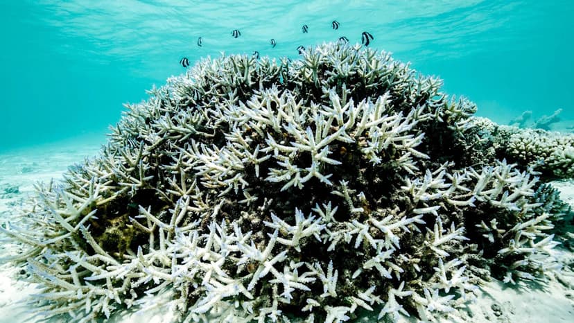 Great Barrier Reef Headed for Rapid Decline by 2050 Without Climate Action
