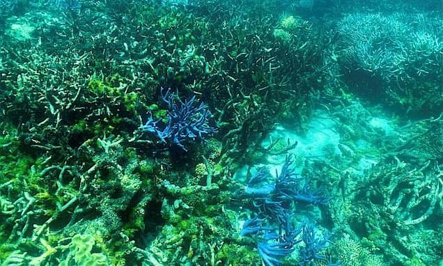 Corals and Amphibians Face Alarming Decline, IUCN Warns
