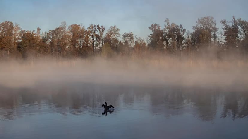 Fishing Fanatics Flock to Florida's Hidden Gem: Lake Seminole