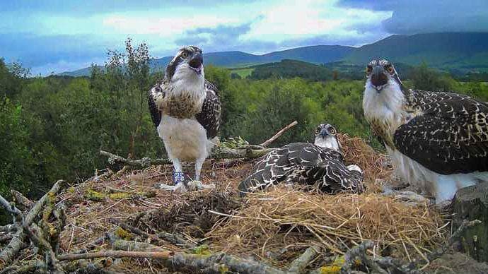 Rare Osprey Chicks Hatch at Cumbria Nesting Site After Decades
