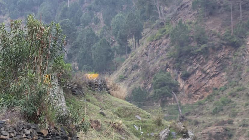 Corrupt Officials Busted in $6M Illegal Logging Scandal in Pakistan