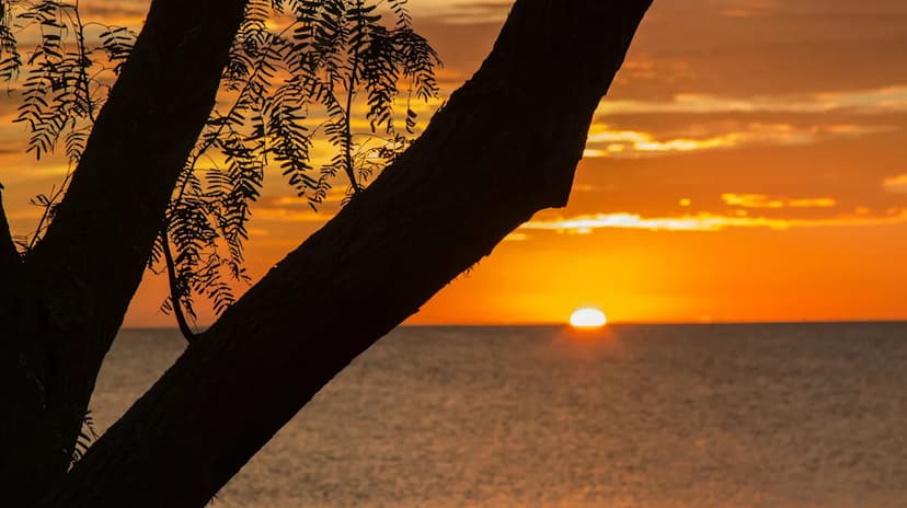 Copano Bay: A Birder's Paradise and Nature Lover's Oasis on the Texas Coast