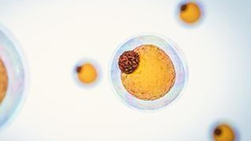Fat Cells Burn Energy for Weight Loss Therapies