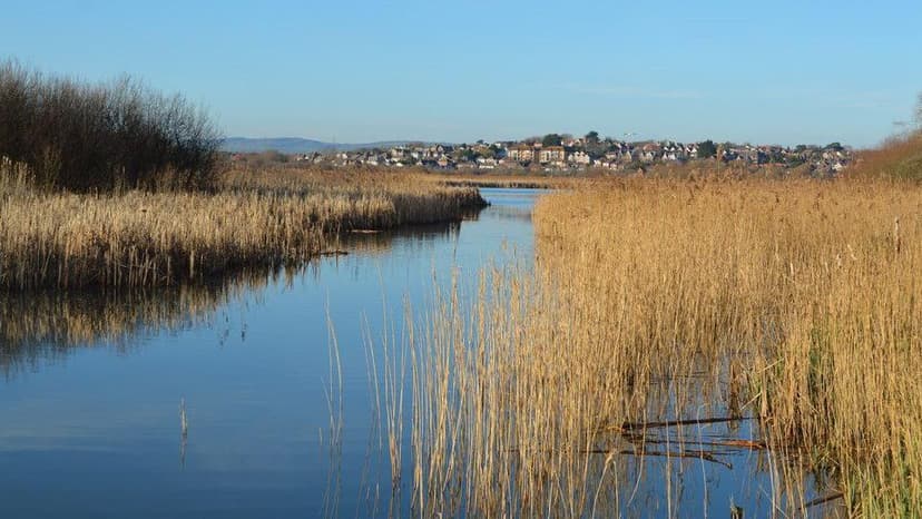 Dorset Council Tackles Weed and Silt Issues at Radipole Lake