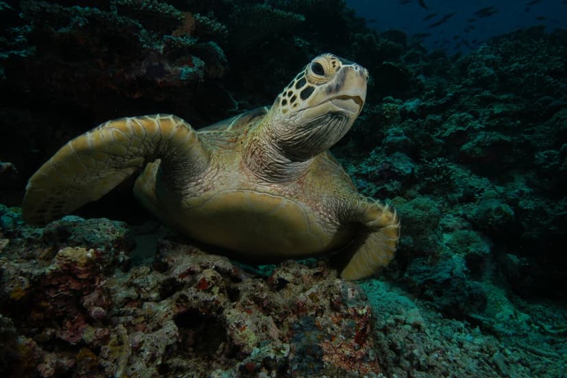 Green Turtle Populations Rebound After Decades of Conservation Efforts