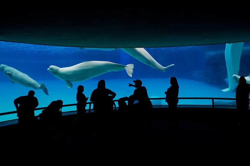 Shuttered Marineland Threatens to Euthanize 30 Belugas Without Federal Aid