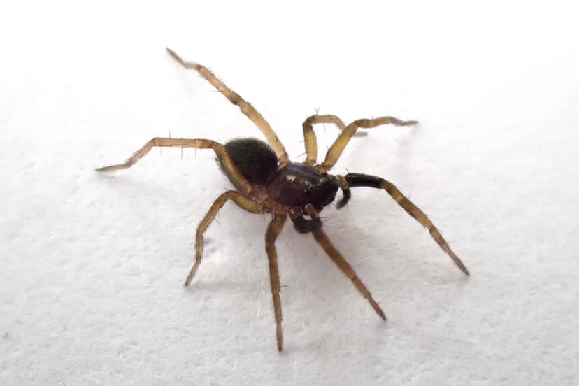 Endangered Spider Rediscovered on Isle of Wight After 40-Year Absence