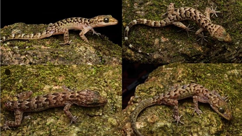 New Gecko Species Discovered in Assam
