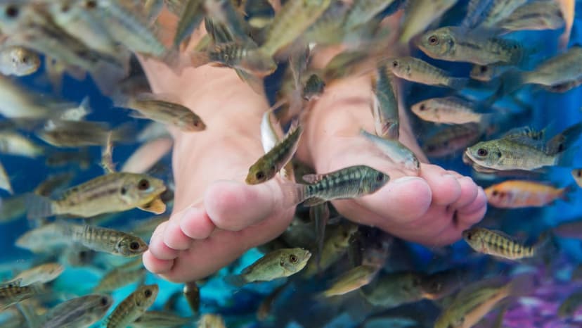 Viral Fish Pedicures: Health Hazard Alert