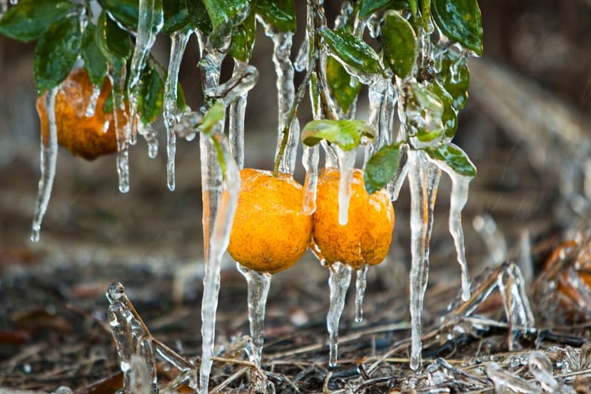 Florida Braces for Another Freeze: Cold Snap Returns