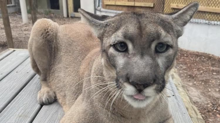 Beloved Florida Panther Lucy Passes Away