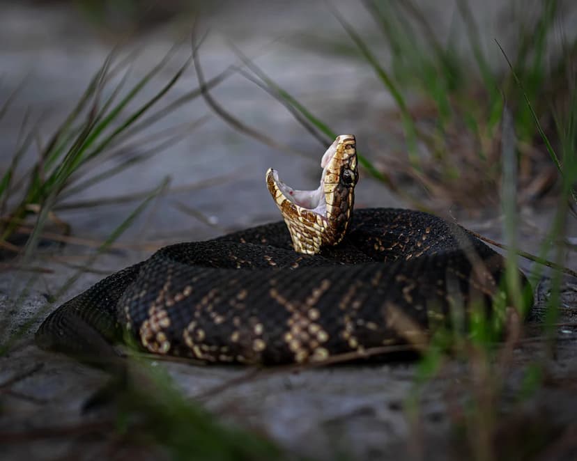 Florida's Rattlesnake Hotspots Revealed