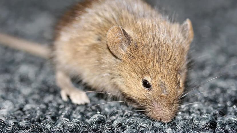 Mice Infestation Leads to Fines for Food Kiosk