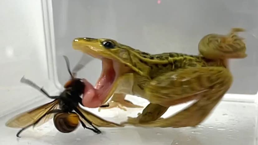 Frog Devours 'Murder Hornet' Untouched by Deadly Sting