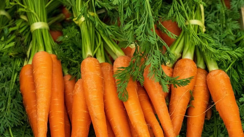 Fungi Turn Carrot Waste Into Vegan Food