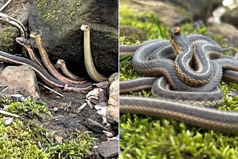 Ohio Garter Snakes Emerge in Spring Spectacle
