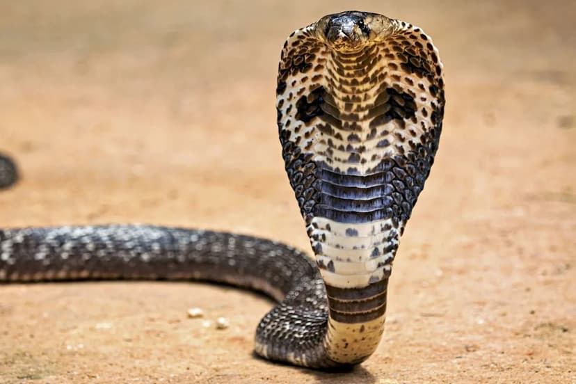 Tourist Dies After Cobra Bite at Egyptian Resort Show