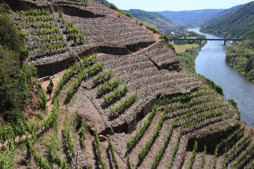 German Wines Battle Rising Temps, Extreme Weather