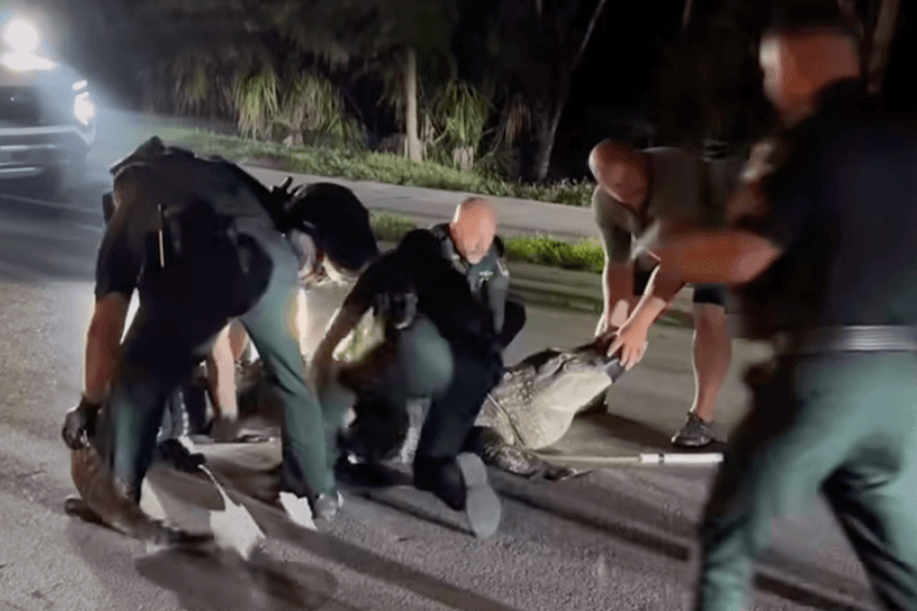 Florida Deputies Wrestle 600lb Alligator