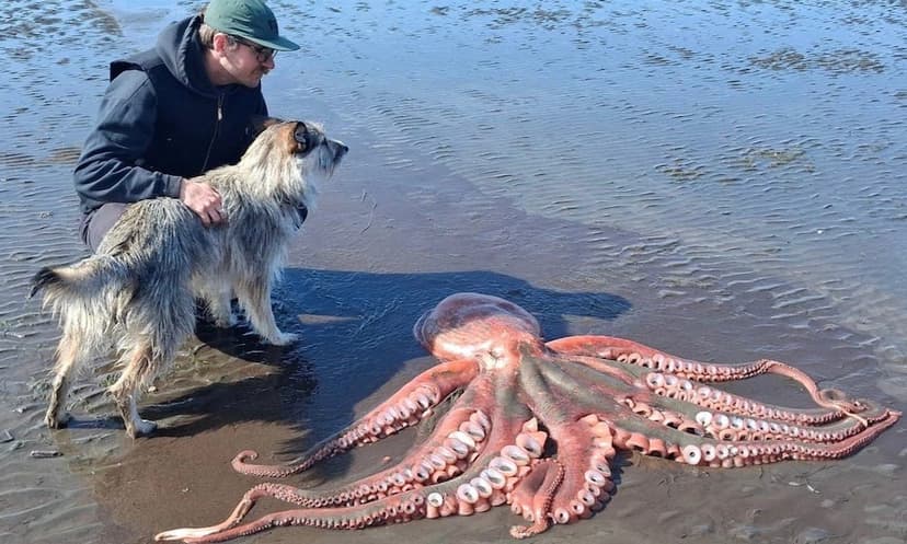 Giant Octopus Found on Washington Beach