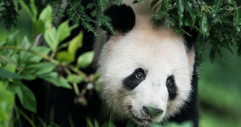 Giant Pandas Return to Atlanta Zoo!
