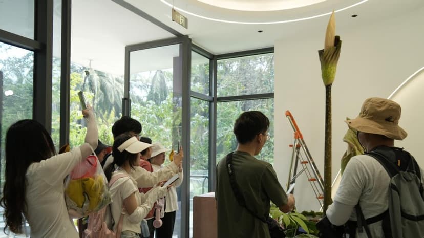 Giant Voodoo Lily Blooms in China for First Time