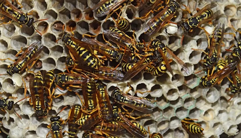 Giant Wasp Nest Found: WA's Invasion Threat Grows