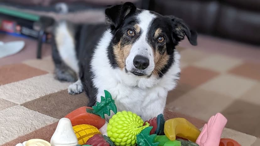 Dogs Learn Words by Eavesdropping, Study Finds