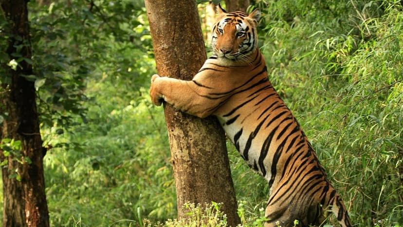 Sixth Tiger Dies in Goa Amidst Reserve Controversy