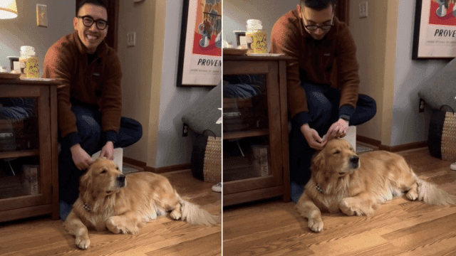 Golden Retriever's Natural Mohawk Stuns!