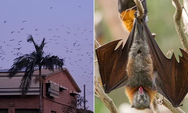 Bat Plague: Council Demands Government Buy Back Homes