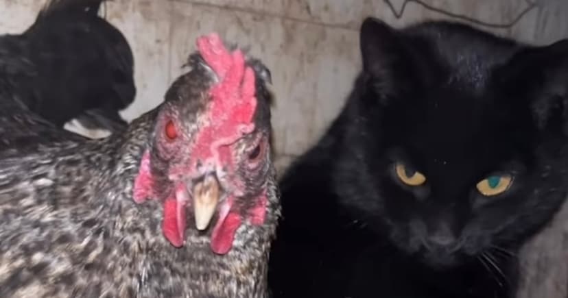Hens Adopt Kittens: A Coop Full of Love