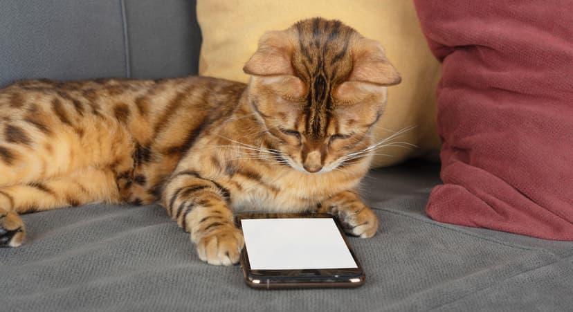 Hero Cat Calls 911 to Save Owner's Life