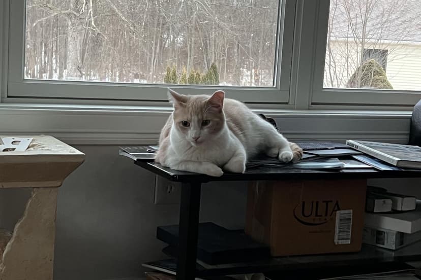 Hero Cat Alerts Owner to Dangerous Gas Leak