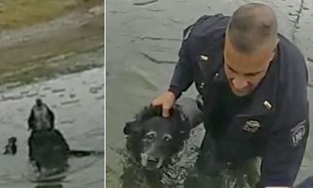 Hero Cop Dives Into Icy Pond to Save Stranded Dog