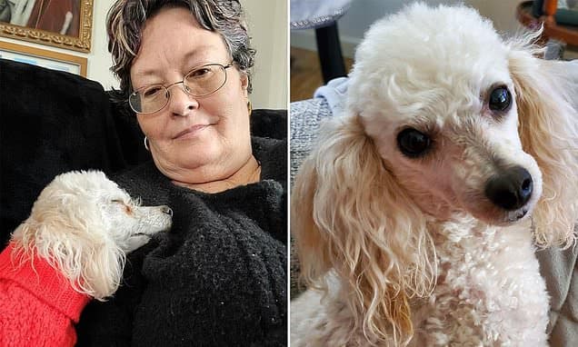 Hero Poodle Saves Owner's Life After Heart Attack