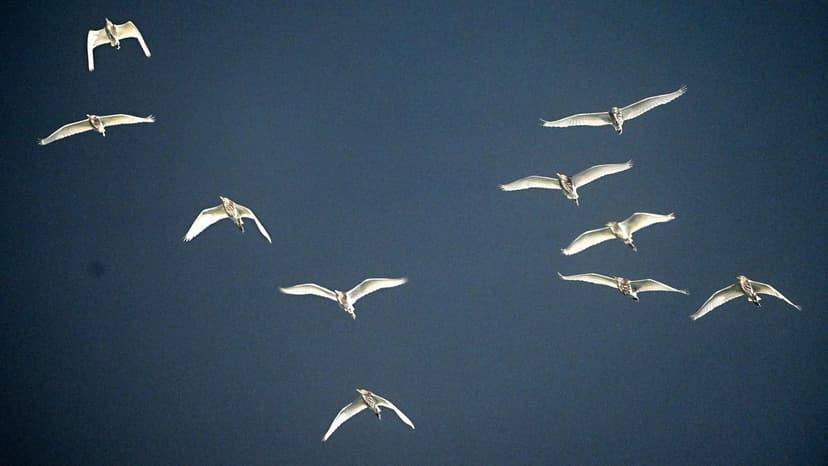 Mystery Migration: Common Birds Vanish, Then Return