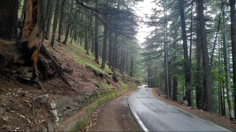 Himalayan Trees Fall for Roads, Disaster Risk Rises