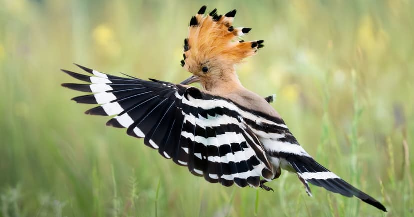 Rare Hoopoe Birds Flock to UK Skies