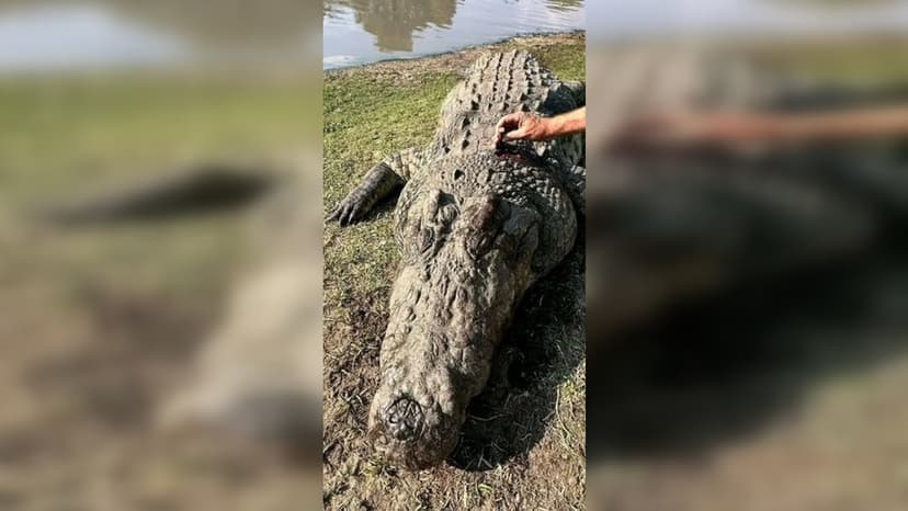 Shocking Discovery: Human Remains Inside 500kg Crocodile