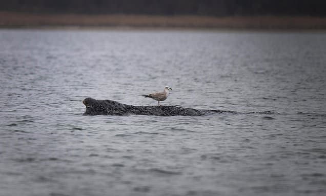 Stranded Whale Weakens in Baltic, Rescue Hopes Fade