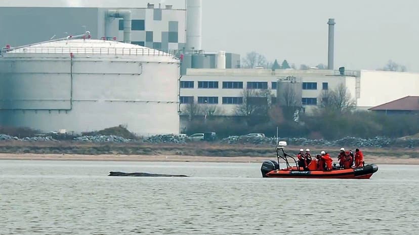 Whale's Baltic Ordeal Continues: Stranded Twice
