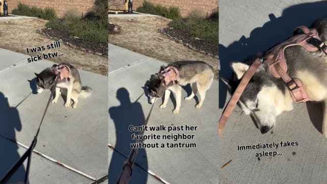Husky Fakes Sleep to Visit Favorite Neighbor