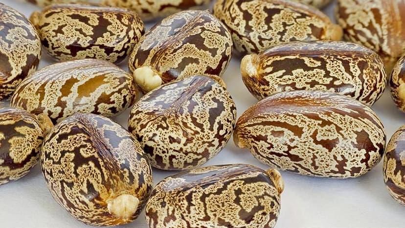 India Dominates Global Castor Oil Market, Meets 90% Demand