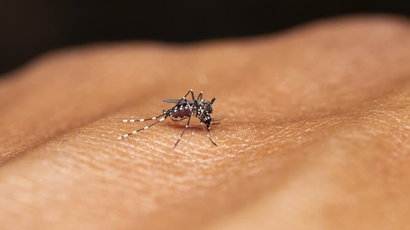 India Nears Malaria Eradication Goal