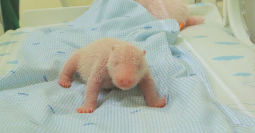 Indonesia Welcomes First Giant Panda Cub!
