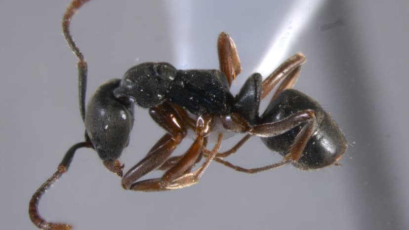 Freaky Ants Invade US Forests With Painful Stings