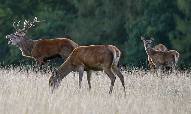 Invasive Deer Threaten Native Red Deer Survival