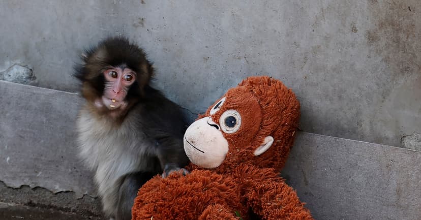 Japan's Monkey Problem: Pests or Pals?