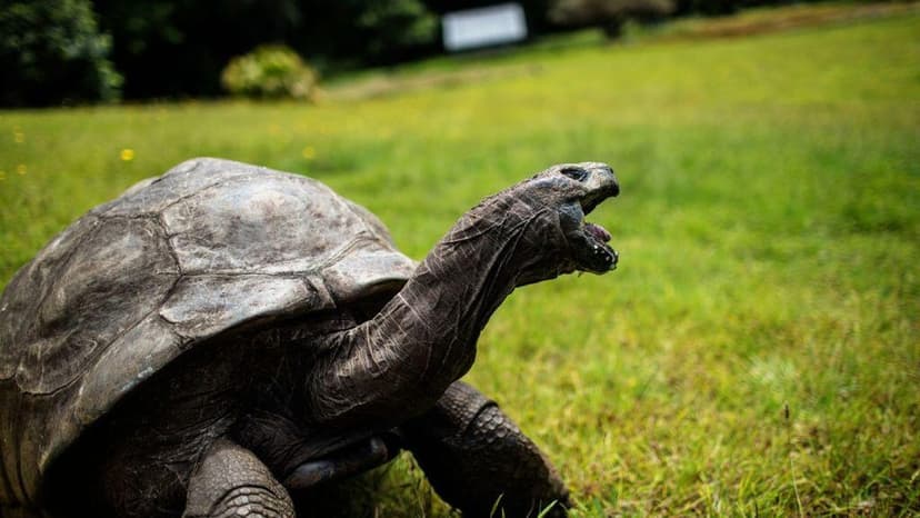 Giant Tortoise, Jonathan, Alive Despite Death Hoax